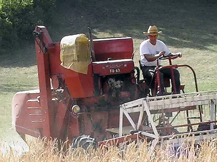 Moisson des blés anciens